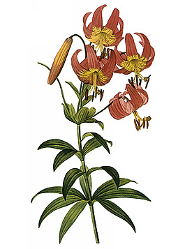 位圖 寫(xiě)實(shí)花卉 藝術(shù)效果 水彩 花卉 免費(fèi)素材