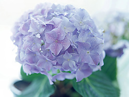 位圖 植物攝影 花卉 花朵 免費(fèi)素材