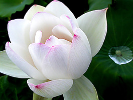 位圖 植物攝影 花卉 花朵 免費(fèi)素材