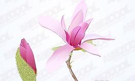粉紅色的木蘭花
