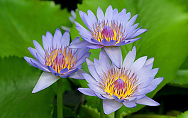 位圖 植物攝影 花卉 花朵 免費(fèi)素材