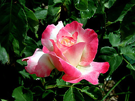 位圖 植物攝影 花卉 花朵 免費(fèi)素材