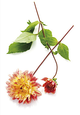 位圖 寫實(shí)花卉 植物攝影 花卉 花朵 免費(fèi)素材