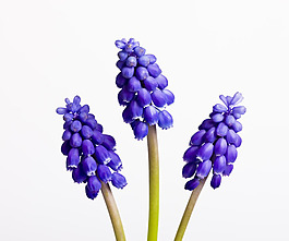 位圖 寫實花卉 植物攝影 花卉 花朵 免費素材
