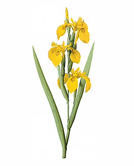 位圖 寫(xiě)實(shí)花卉 藝術(shù)效果 水彩 花卉 免費(fèi)素材