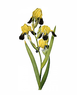 位圖 寫(xiě)實(shí)花卉 藝術(shù)效果 水彩 花卉 免費(fèi)素材