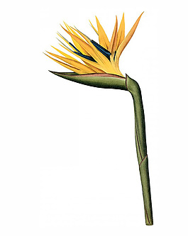 位圖 寫實花卉 藝術(shù)效果 水彩 花卉 免費素材