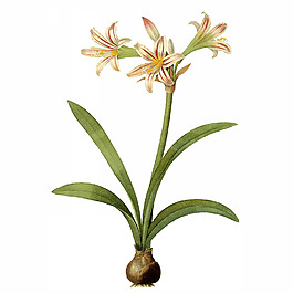 位圖 寫(xiě)實(shí)花卉 藝術(shù)效果 水彩 花卉 免費(fèi)素材