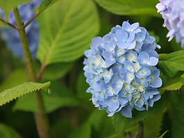 位圖 植物攝影 花卉 花朵 數(shù)碼照片 免費(fèi)素材