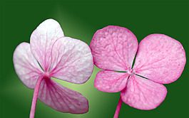 位圖 植物攝影 花卉 花朵 免費素材
