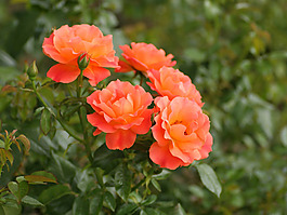 位圖 植物攝影 花卉 花朵 免費素材