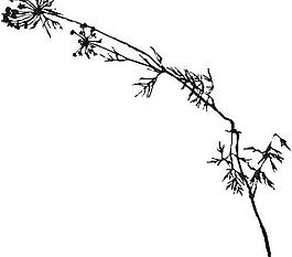 花瓣花朵鮮花