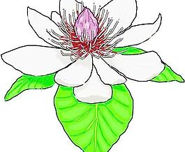 卡通花草漫画