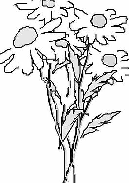 花瓣花朵鮮花