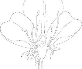 花瓣花朵鮮花