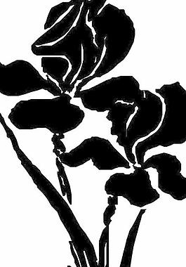花瓣花朵鮮花