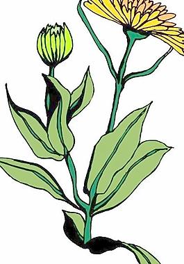 花朵鮮花