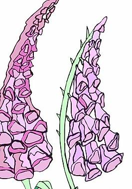 花朵鮮花矢量圖