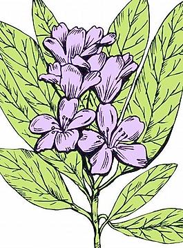 花朵鮮花矢量圖