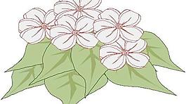 花朵鮮花