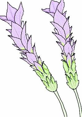 花朵鮮花
