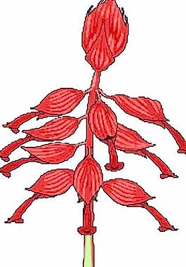 花朵鮮花漫畫