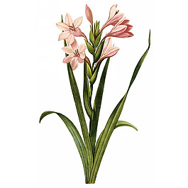 位圖 寫(xiě)實(shí)花卉 藝術(shù)效果 水彩 花卉 免費(fèi)素材