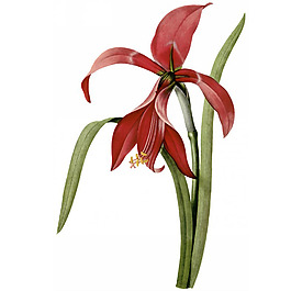 位圖 寫(xiě)實(shí)花卉 藝術(shù)效果 水彩 花卉 免費(fèi)素材