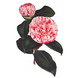 位圖 藝術(shù)效果 水彩 花卉 免費素材