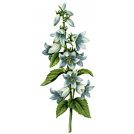 位圖 藝術(shù)效果 水彩 花卉 免費素材