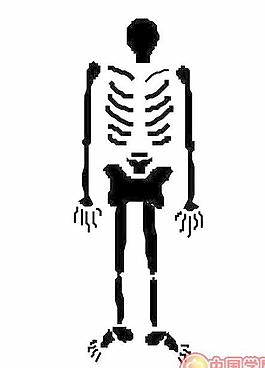 人體骨骼