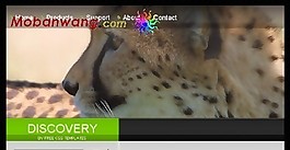 野生動物探索研究網頁模板