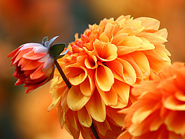 位圖 植物攝影 花卉 花朵 免費(fèi)素材