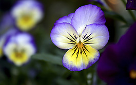 位圖 植物攝影 花卉 花朵 免費(fèi)素材