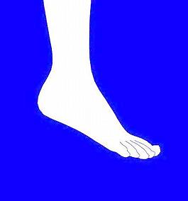 身體器官