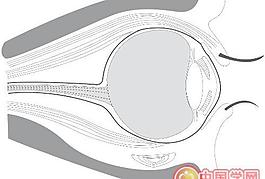 身體器官