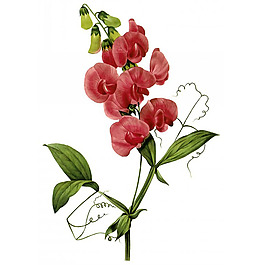 位圖 藝術(shù)效果 水彩 花卉 免費素材
