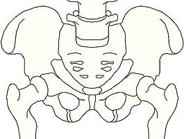 人體骨骼