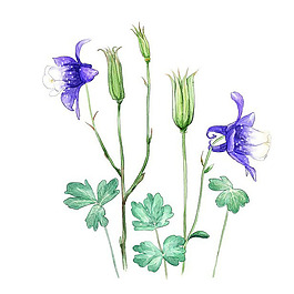 位圖 藝術效果 水彩 花卉 免費素材