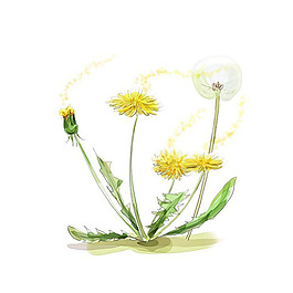 位圖 藝術(shù)效果 水彩 花卉 免費(fèi)素材
