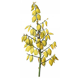 位圖 藝術(shù)效果 水彩 花卉 免費(fèi)素材