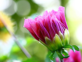 位圖 植物攝影 花卉 花朵 免費(fèi)素材