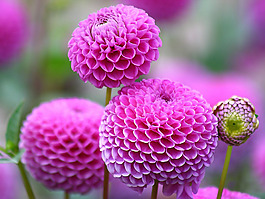 位圖 植物攝影 花卉 花朵 免費(fèi)素材