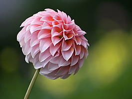 位圖 植物攝影 花卉 花朵 免費素材