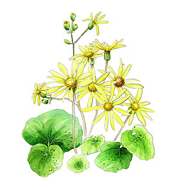 位圖 藝術(shù)效果 水彩 花卉 免費(fèi)素材
