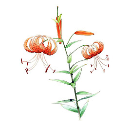 位圖 藝術(shù)效果 水彩 花卉 免費素材