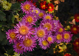 位圖 植物攝影 花卉 花朵 免費(fèi)素材