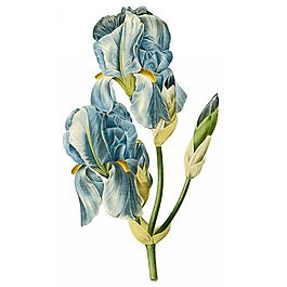 位圖 藝術(shù)效果 水彩 花卉 免費(fèi)素材
