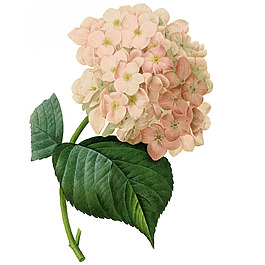 位圖 藝術(shù)效果 水彩 花卉 免費素材