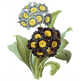位圖 藝術(shù)效果 水彩 花卉 免費(fèi)素材
